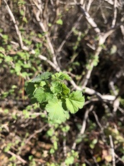 Ribes divaricatum pubiflorum