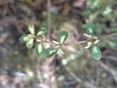 Coprosma dumosa