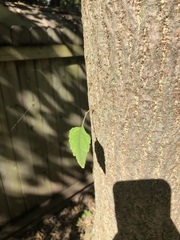 Betula nigra