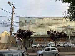 Larus dominicanus dominicanus