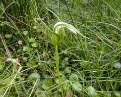 Pterostylis falcata