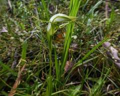 Pterostylis falcata