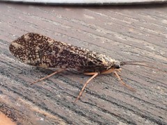 Clistoronia magnifica