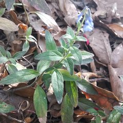 Salvia helianthemifolia