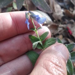 Salvia helianthemifolia