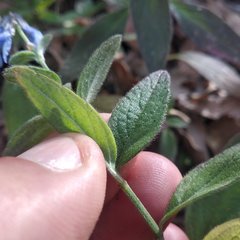 Salvia helianthemifolia