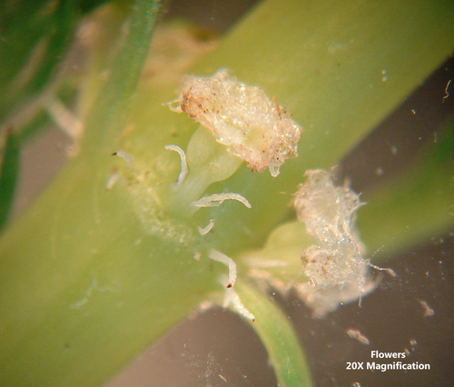 Myriophyllum aquaticum
