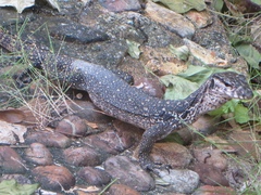 Varanus palawanensis