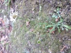 Erigeron galeottii