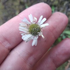 Erigeron galeottii