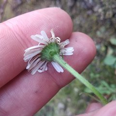 Erigeron galeottii