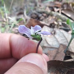 Viola guatemalensis