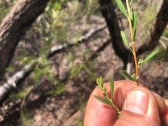 Styphelia mutica