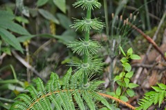 Equisetum myriochaetum