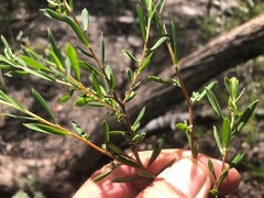 Styphelia mutica