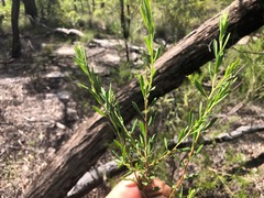 Styphelia mutica