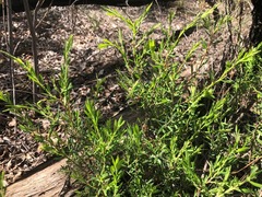 Styphelia mutica