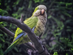 Myiopsitta monachus