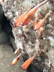 Styela montereyensis