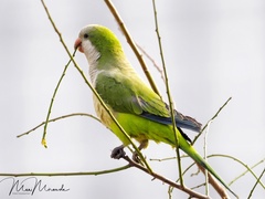 Myiopsitta monachus