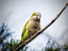 Myiopsitta monachus