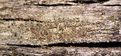 Lecanora cinereofusca