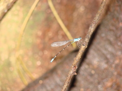 Platystictidae
