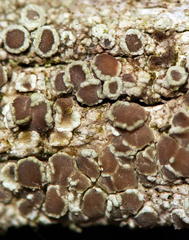 Lecanora cinereofusca