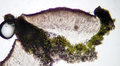 Lecanora cinereofusca