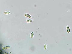 Lecanora cinereofusca