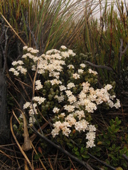 Pimelea traversii traversii