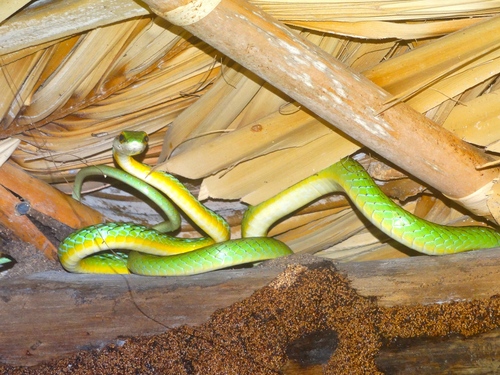 Pacific Coast Parrot Snake