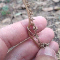 Tagetes foetidissima