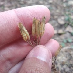 Tagetes foetidissima