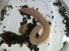 Phyllodocida