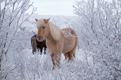 Domaći konj (Equus caballus)