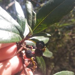 Comarostaphylis
