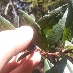 Comarostaphylis