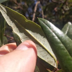 Comarostaphylis