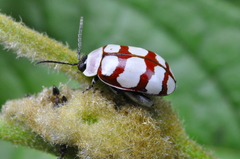 Alagoasa decemguttata
