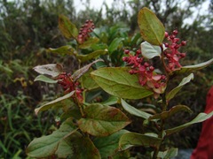 Gaultheria erecta