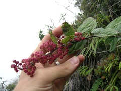 Gaultheria erecta