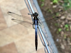 Dasythemis mincki