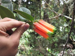 Macleania macrantha