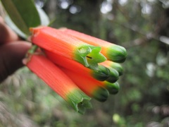 Macleania macrantha