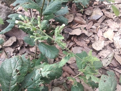 Archibaccharis auriculata