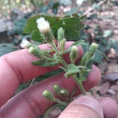 Archibaccharis auriculata