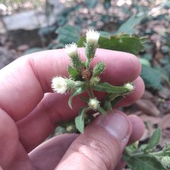Archibaccharis auriculata