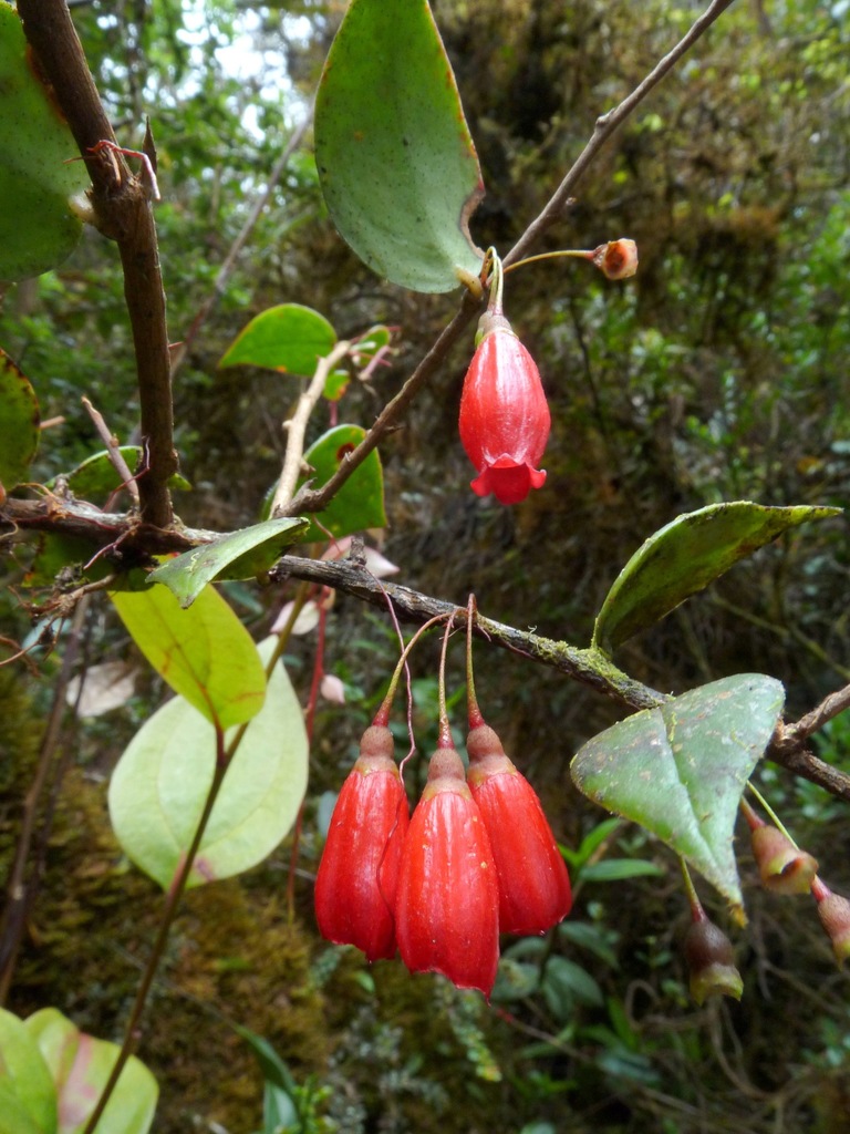 Sphyrospermum boekei