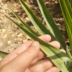 Furcraea parmentieri